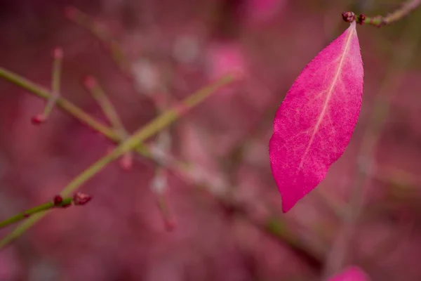 秋天的粉色假期 — 图库照片