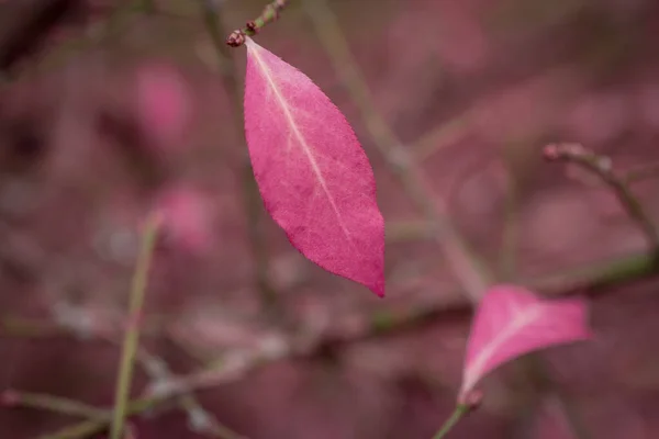 Couleur Changeante Rose Congé Autum — Photo