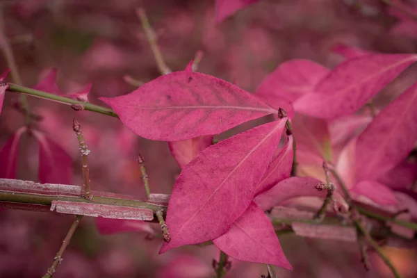 Kleurverandering Roze Verlof Herfst — Stockfoto