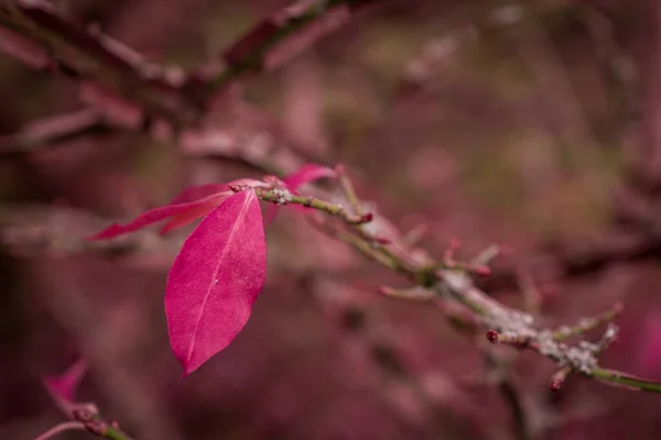 Farbwechsel Herbst — Stockfoto