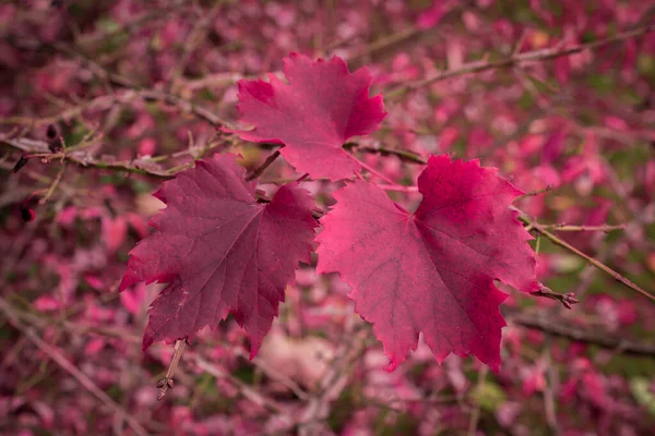 Kleurverandering Roze Verlof Herfst — Stockfoto