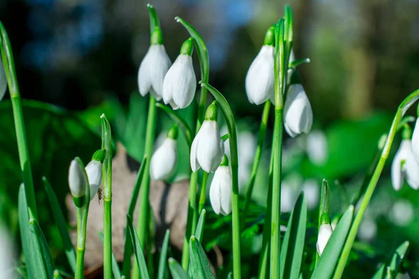 Chute Neige Printanière Blanche Dans Forêt Locale — Photo