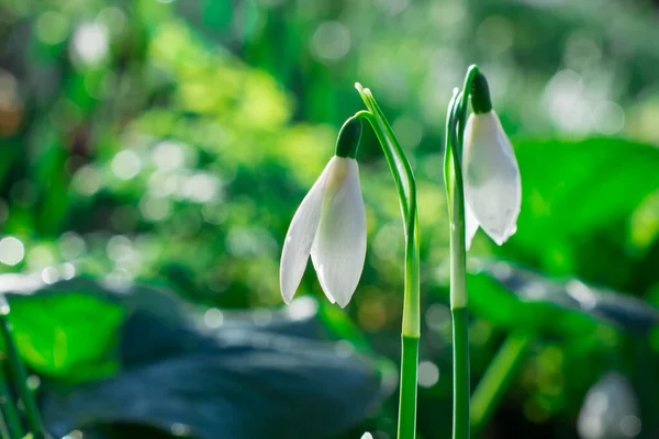 Snowdrop Flowers Sunny Spring Day — Stock Photo, Image