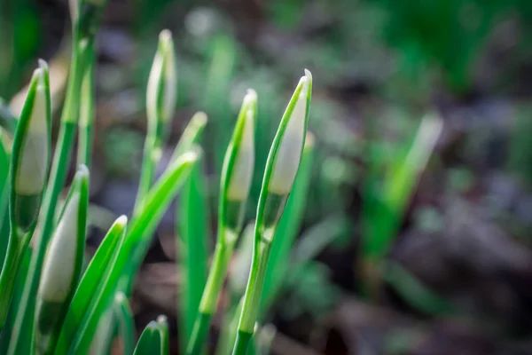 Fiori Bucaneve Nella Soleggiata Giornata Primaverile — Foto Stock