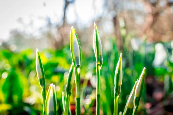 Snowdrop Flowers Sunny Spring Day — Stock Photo, Image