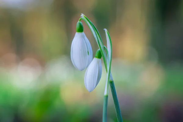 Chute Neige Fleurs Jour Ensoleillé Printemps — Photo