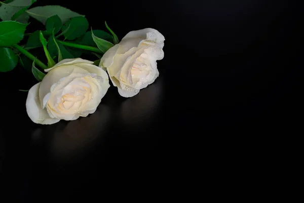 Beautiful White Cream Rose Background — Stock Photo, Image