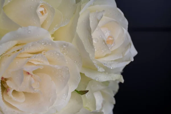 Schöne Weiße Creme Rosa Hintergrund — Stockfoto