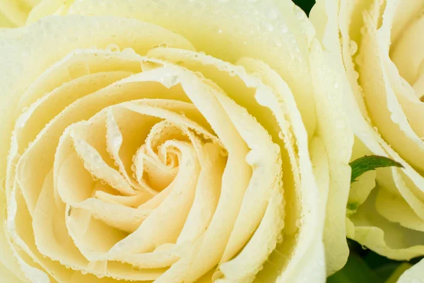 Schöne Weiße Creme Rosa Hintergrund — Stockfoto