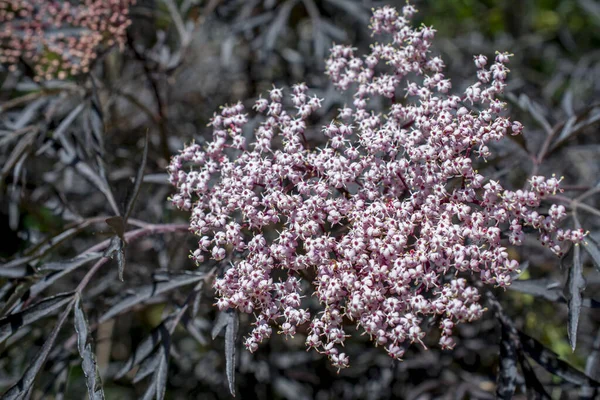 Doğal Arka Planda Bahar Çiçekleri — Stok fotoğraf