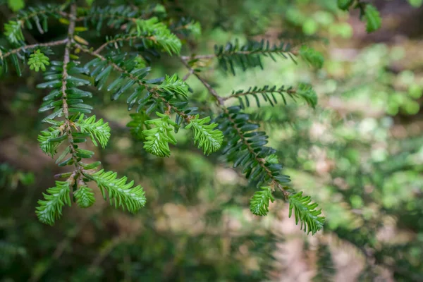 Beautiful Fir Branch Natural Background Christmas Tree — Stock Photo, Image