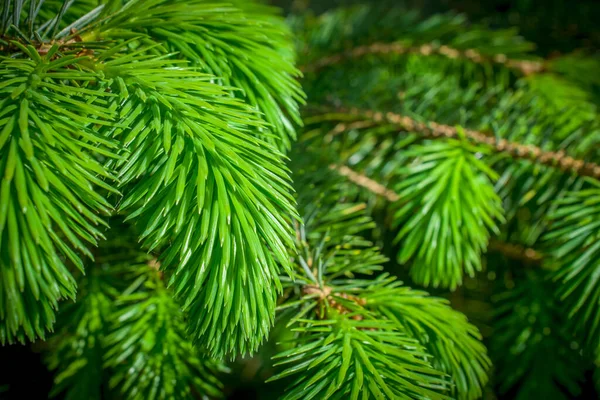 森の中のクリスマスツリーモミの緑の枝 — ストック写真