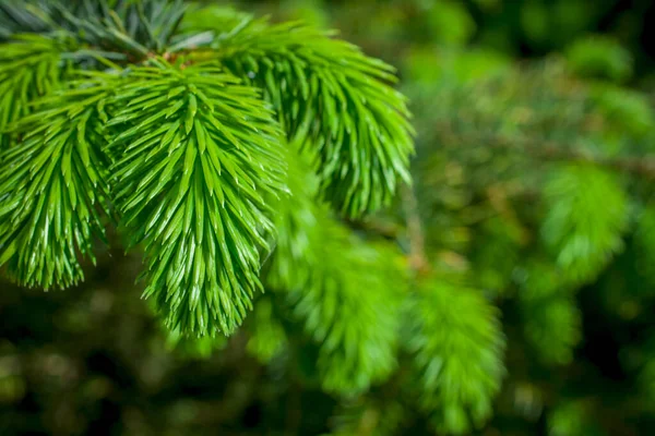 Green Branch Christmas Tree Fir Forest — Stock Photo, Image