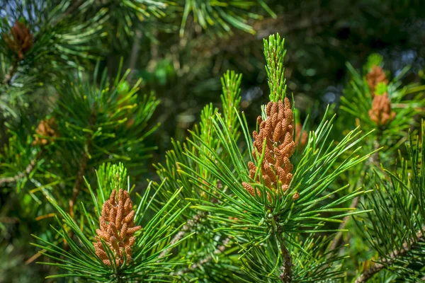 stock image green branch of christmas tree fir in forest