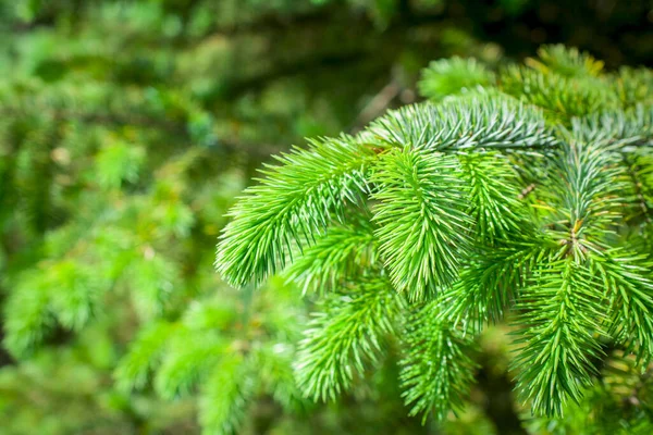 Zelená Větev Vánoční Strom Jedle Lese — Stock fotografie