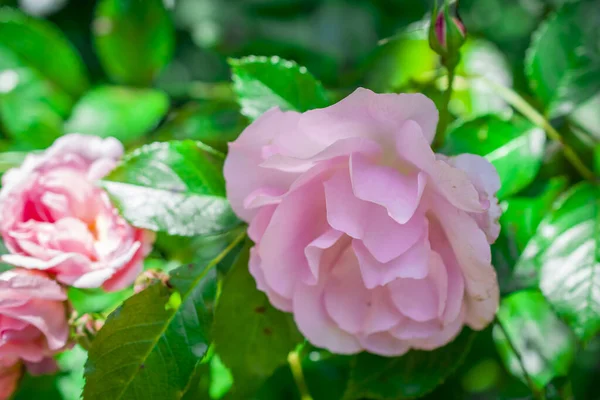 Růžová Růže Parku — Stock fotografie