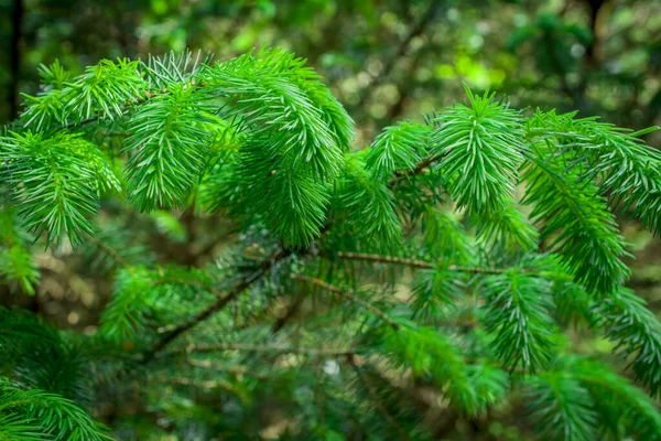 Green Branch Christmas Tree Fir Forest — Stock Photo, Image