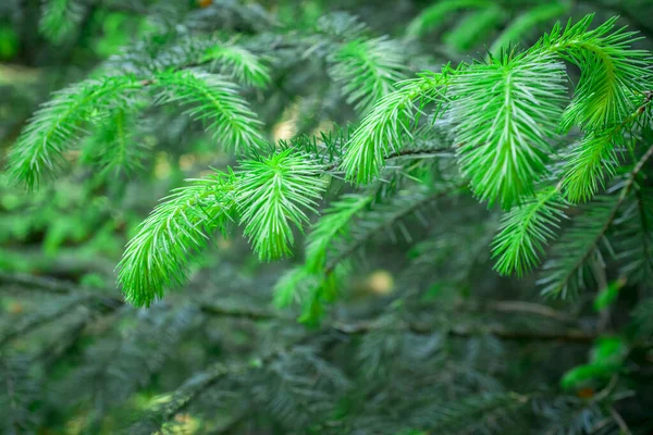 Noel Ağacının Yeşil Dalı Ormandaki Köknar Ağacı — Stok fotoğraf