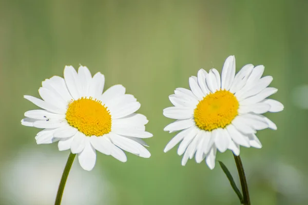 Deux Marguerites Blanches Poussant Sur Terrain — Photo