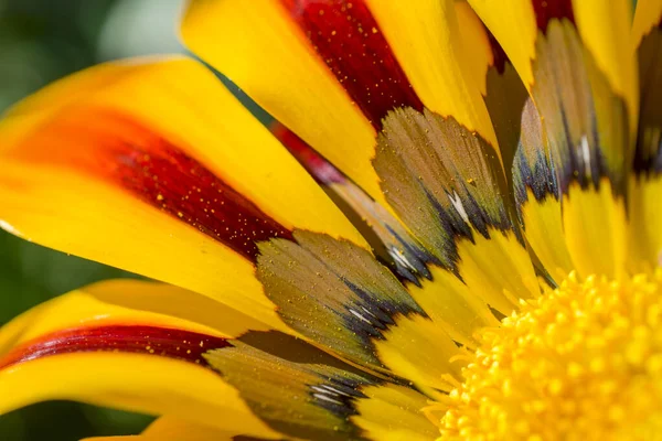Schöne Bunte Blumen Sommergarten — Stockfoto