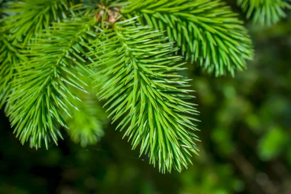 森林中的圣诞冷杉绿枝 免版税图库图片
