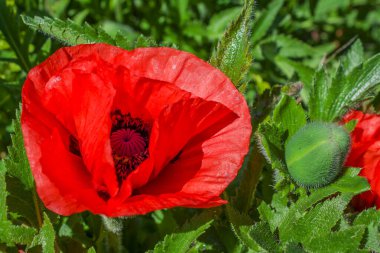 Bahçede büyük kırmızı gelincik çiçeği