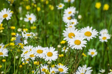 Güneşli bir günde güzel bahar çiçekleri