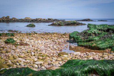 Budleigh Salterton 'ın annesi yosunlarla kaynıyor. İngiltere. İngiltere