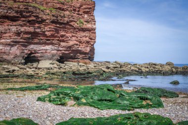Budleigh Salterton 'ın annesi yosunlarla kaynıyor. İngiltere. İngiltere