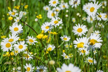 Güneşli bir günde güzel bahar çiçekleri