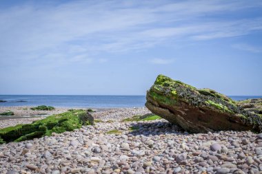 Budleigh Salterton 'ın annesi yosunlarla kaynıyor. İngiltere. İngiltere
