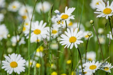 Güzel bahar çiçekleri laleler güneşli bir günde