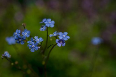 Güzel bahar çiçekleri laleler güneşli bir günde