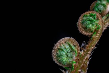 Güzel eğreltiotu yaprakları doğal arkaplanda