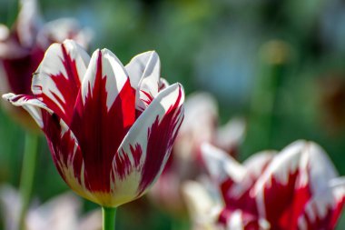 Güzel bahar çiçekleri laleler güneşli bir günde 