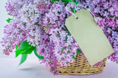 Güzel pembe çiçek dalı. 