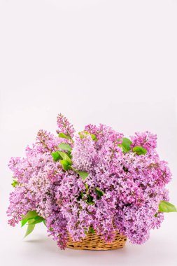 Güzel pembe çiçek dalı. 