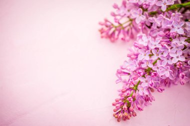 Beautiful pink lilac branch of flower  clipart
