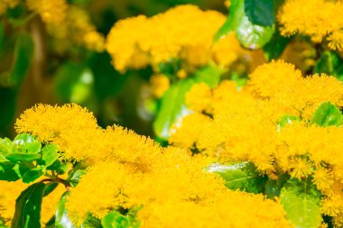 Parkta güzel bahar çiçekleri