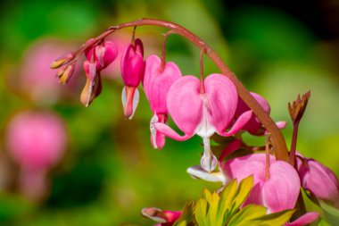 Parkta güzel bahar çiçekleri
