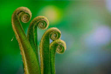 Güzel eğreltiotu yaprakları doğal arkaplanda