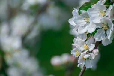 Parkta güzel bahar çiçekleri