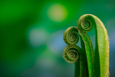 Güzel eğreltiotu yaprakları doğal arkaplanda