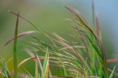 Güneşli bir günde güzel yeşil çimenler