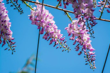 Parkta güzel bahar çiçekleri