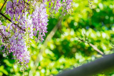 Bahar bahçesinde çiçek açan güzel salkımlar.