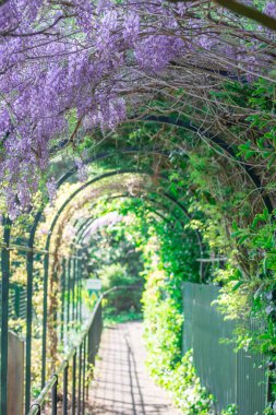 Bahar bahçesinde çiçek açan güzel salkımlar.