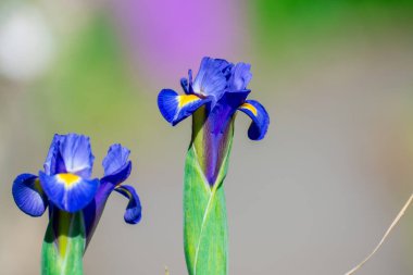 Bahar bahçesinde mavi göz