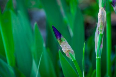 Bahar bahçesinde mavi göz