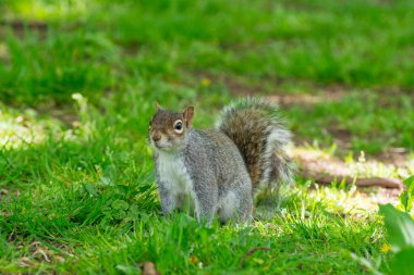 Parktaki sincap güneşli bir günde